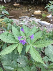 Cardamine pentaphyllos
