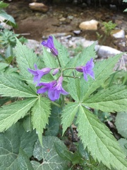 Cardamine pentaphyllos