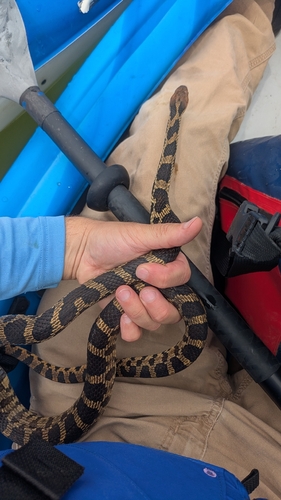 Eastern Foxsnake