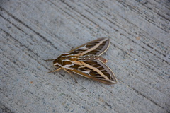 Hyles livornicoides