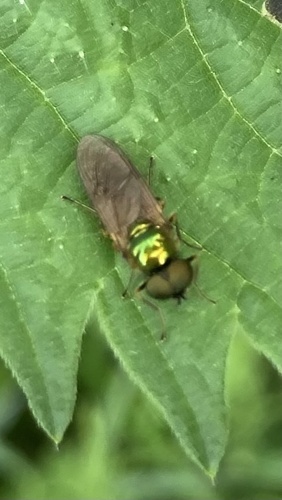Broad Centurion Fly