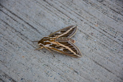 Hyles livornicoides