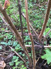 Actinidiaceae