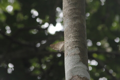 Archaeoprepona demophon centralis