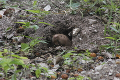 Heterogeomys hispidus