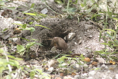 Heterogeomys hispidus