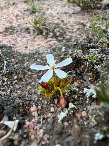 Drosera bulbosa (Drosera bulbosa)