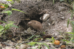 Heterogeomys hispidus