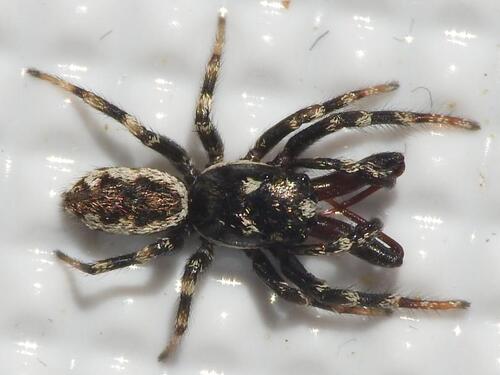 Salticus unciger