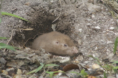 Heterogeomys hispidus