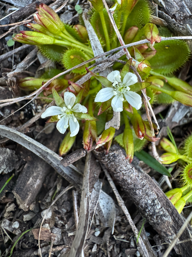 Drosera bulbosa (Drosera bulbosa)