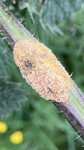 Nettle Clustercup Rust fungus