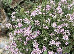 Hormathophylla spinosa