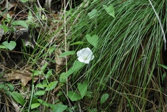 Calystegia catesbeiana