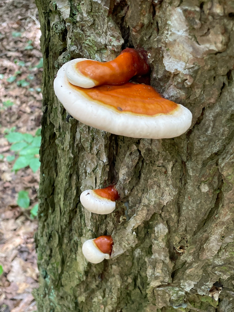 hemlock varnish shelf · June 2026 · photo: Photo: (c) nuthatchnicole, some rights reserved (CC BY) · iNaturalist