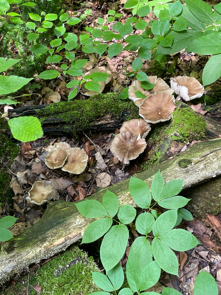 Eastern American Platterful Mushroom · June 2026 · photo: Photo: (c) nuthatchnicole, some rights reserved (CC BY) · iNaturalist