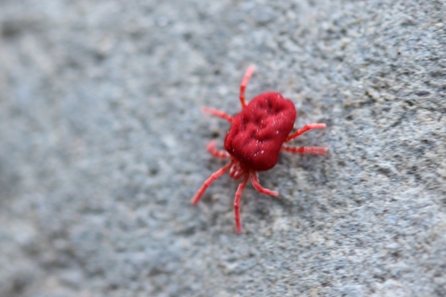 Trombidium holosericeum