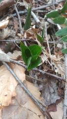 Trillium erectum