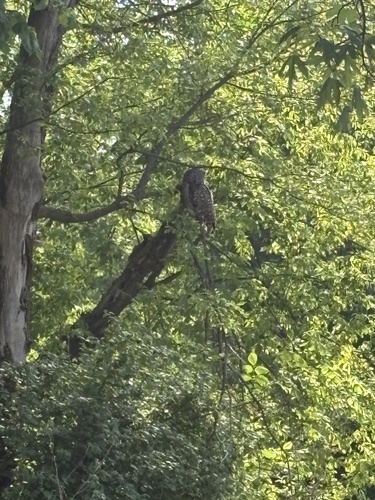 Barred Owl