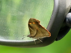 Libythea