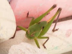 Pediodectes haldemanii