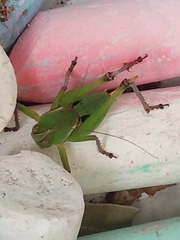 Pediodectes haldemanii