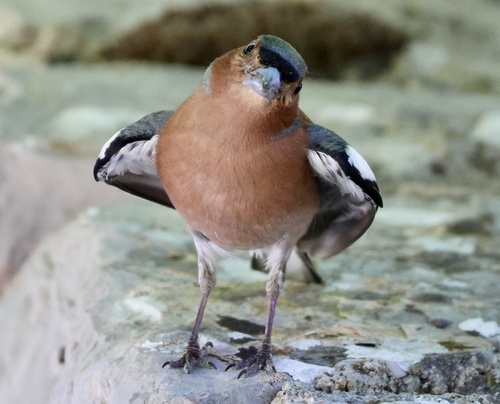 Pinzón vulgar (Fringilla coelebs)