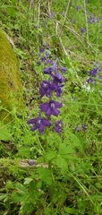Delphinium tricorne