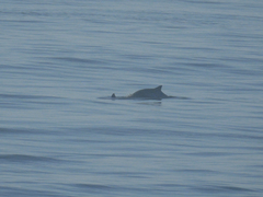 Phocoena phocoena phocoena