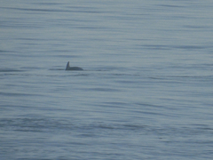Phocoena phocoena phocoena