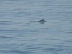 Phocoena phocoena phocoena