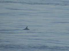 Phocoena phocoena phocoena