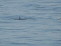 Phocoena phocoena phocoena
