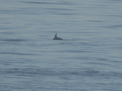 Phocoena phocoena phocoena