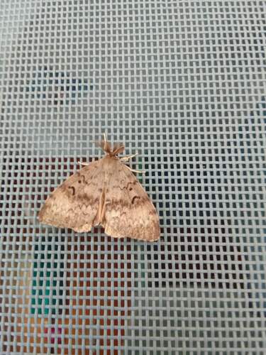 Spongy Moth