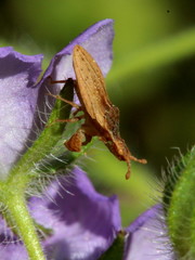 Lophoscutus prehensilis