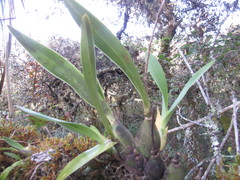 Prosthechea vitellina