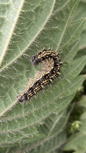 Small Tortoiseshell