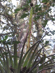 Tillandsia calothyrsus