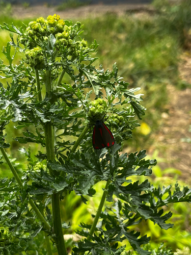Cinnabar moth