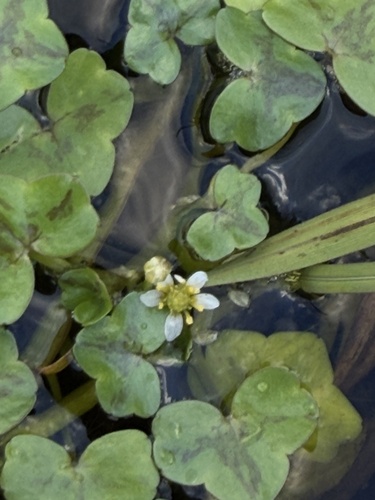 Ranunculus hederaceus, photograph 4