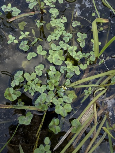 Ranunculus hederaceus, photograph 5