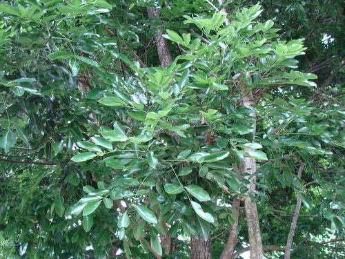Ormosia macrocalyx, photograph 4
