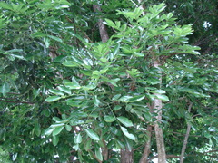Ormosia macrocalyx, photograph (c) Alexis López Hernández, some rights reserved (CC BY)