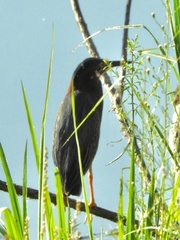 Butorides virescens image
