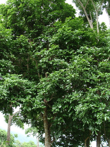Ormosia macrocalyx, photograph 1