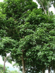 Ormosia macrocalyx, photograph (c) Alexis López Hernández, some rights reserved (CC BY)