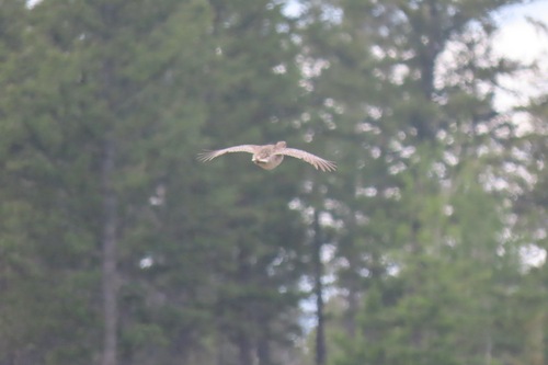 Columbian Sharp-tailed Grouse