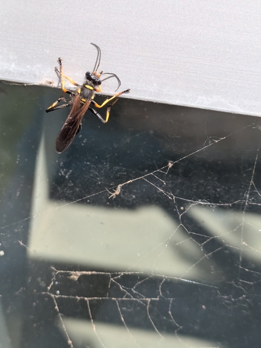 Yellow-legged Mud-dauber Wasp