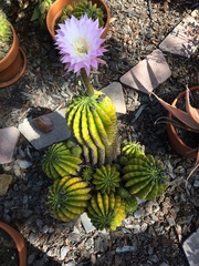 Echinopsis oxygona